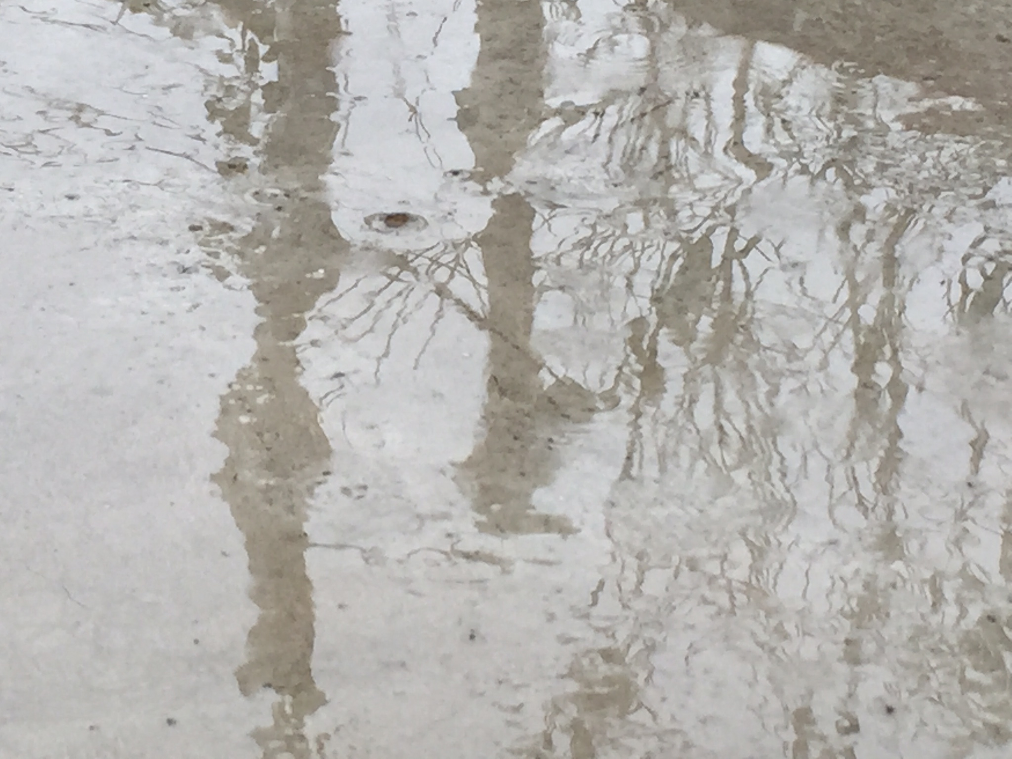 Sunday, Apr 12, 2026: Lindy in the Park is CANCELED due to rain